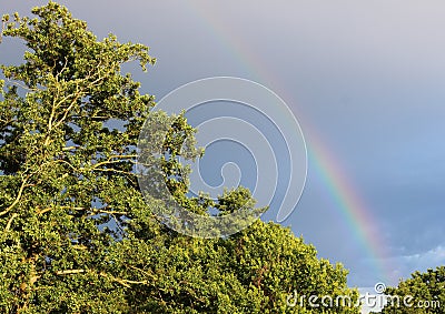 Natural Rainbow on Dark Blue Sky above Green Forest Stock Photo