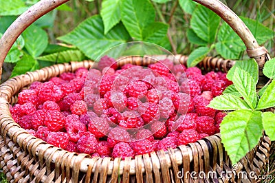 Natural raspberries Stock Photo