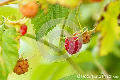 Raspberries ripen on bush on sunny day Stock Photo