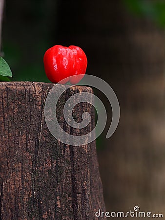 Natural red fresh organic home plant cherry on an wet old wood surface under natural sunlight Stock Photo