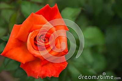 Natural red rose Stock Photo