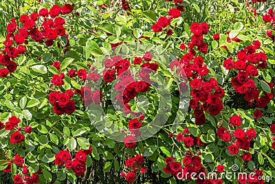 Natural red rosebush background. Stock Photo