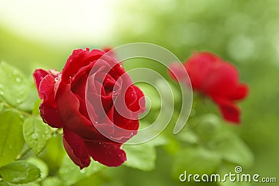 Natural red roses Stock Photo