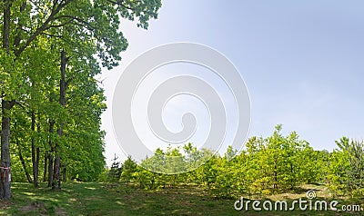 Natural regeneration in clear-cutting forest area. Stock Photo