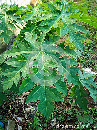 Natural resh green papaya leaf close up Stock Photo