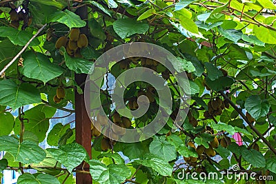 Natural ripe kiwi growing on a fence Stock Photo