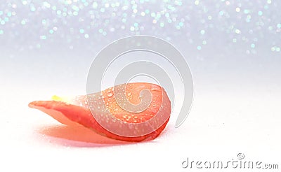 Beautiful natural rose petal Stock Photo