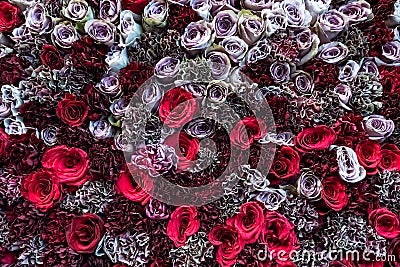 Natural roses background closeup Stock Photo