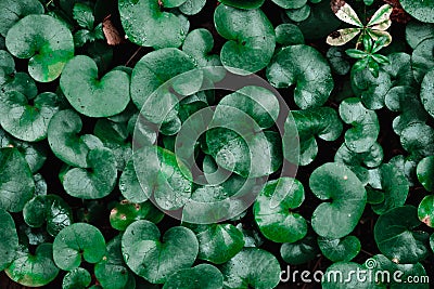 Natural round matte dark green leaves. forest plants Stock Photo