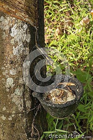 Natural rubber hevea Stock Photo