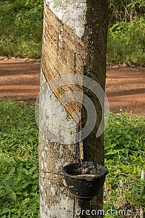 Natural rubber hevea Stock Photo