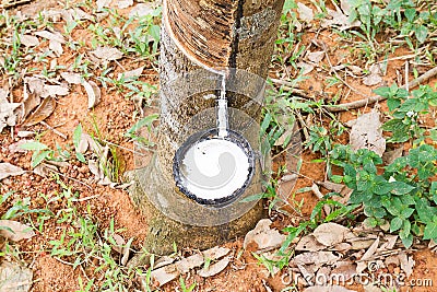 Natural rubber latex or milk dripping from rubber tree into the bowl Stock Photo