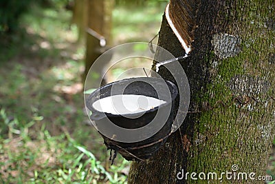 Natural rubber latex trapped from rubber tree, Stock Photo