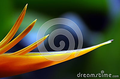 Heliconia flower close up Stock Photo
