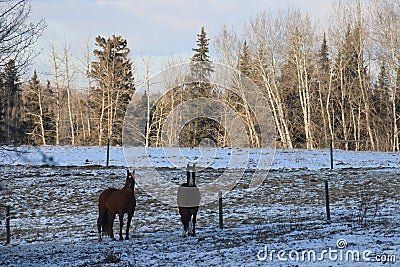 Winter snow landscapes horses Stock Photo