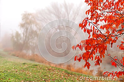 Natural scene of a foggy day framed by red leaves in the foreground. Stock Photo