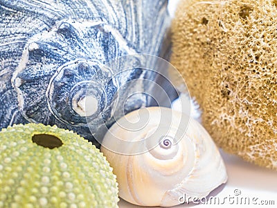 Natural sea shells, urchins, sponges and snails, collection in different colors. Lightning whelk shell Stock Photo