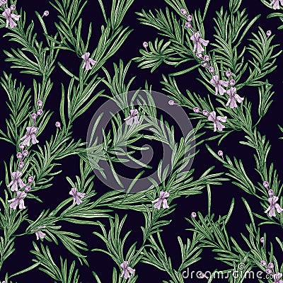 Natural seamless pattern with green rosemary plants and blooming flowers on black background. Wild herb hand drawn in Vector Illustration