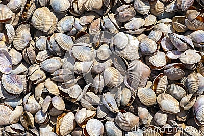 Natural seashells background. Summer beach background. Natural background. Stock Photo