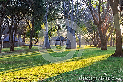 Natural shadow of tree on green grass texture, Autumn Park at sunrise, shadows on the green grass lawn in Tanzania. Autumn Stock Photo