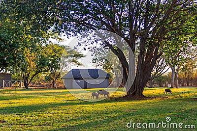 Natural shadow of tree on green grass texture, Autumn Park at sunrise, shadows on the green grass lawn in Tanzania. Autumn Stock Photo