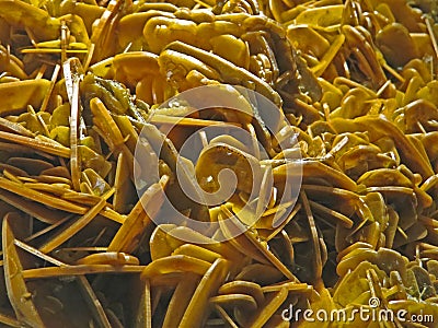 Natural shapes. Minerals and semi-precious stones textures and backgrounds Stock Photo