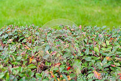 Natural shrub fence and fresh spring grass for display montages. Selective focus Stock Photo
