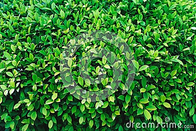 Natural shrub with green leaves Stock Photo
