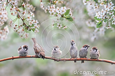 Natural background with small birds on a branch white cherry blossoms in the may garden Stock Photo