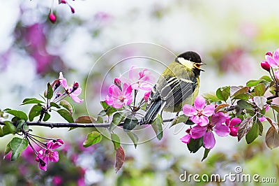Natural with a small chickadee sitting on an Apple branch with pink flowers in a may Sunny garden Stock Photo