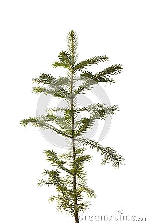 Natural small Christmas fir tree Stock Photo