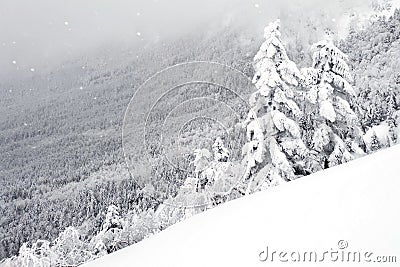 Natural snow hill and tree in Japan Yatsugatake mountains Stock Photo