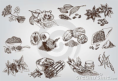 Natural spices Vector Illustration