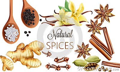 Natural spices composition with salt, black pepper, ginger, cinnamon sticks and vanilla Vector Illustration