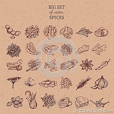 Natural Spices And Herbs Collection Vector Illustration