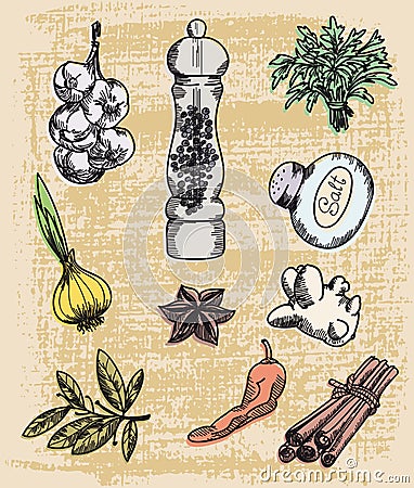 Natural spices Vector Illustration