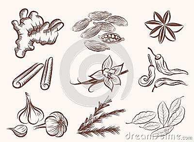 Natural spices Vector Illustration