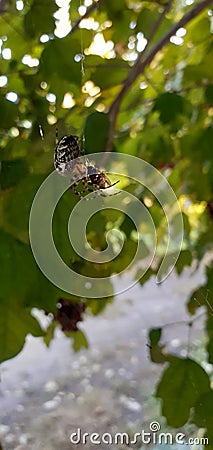 Natural spider predator animals Ukraine Stock Photo