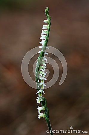 Natural spiral of Autumn Lady`s Tresses orchid - Spiranthes spiralis Stock Photo