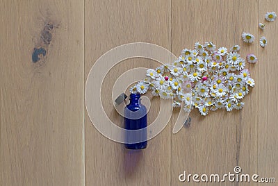 natural splash of daisy flowers encapsulated in essential oil bottle Stock Photo