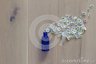 natural spout of daisy flowers encapsulated in essential oil bottle Stock Photo