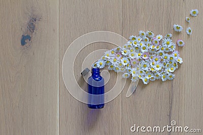 natural spout of daisy flowers encapsulated in essential oil bottle Stock Photo