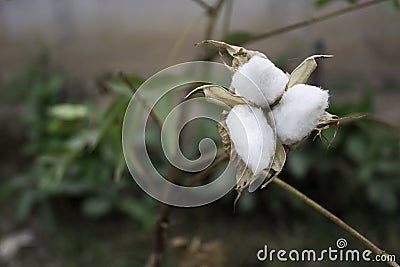 Natural stem of cotton flowers producing raw cotton for textile industry Stock Photo