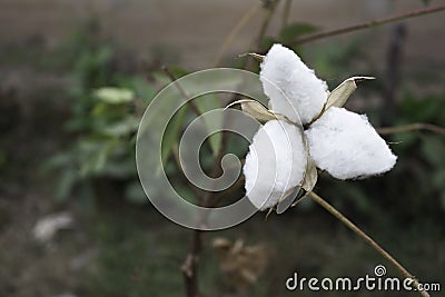 Natural stem of cotton flowers producing raw cotton for textile industry Stock Photo