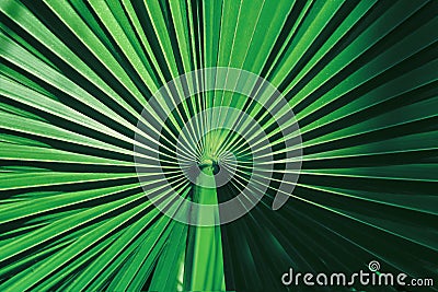 Natural summer background from palm leaves of dark green color. Copy space. Stock Photo