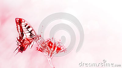 Natural summer background. Red butterfly on red flowers. Stock Photo