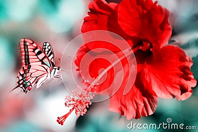 Natural summer background. Red pink butterfly on the beatiful red flower. Stock Photo