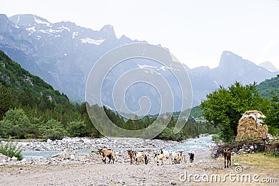 Natural summer landscape with grazing goats. Mountain valley during cloudy summer middle day Stock Photo