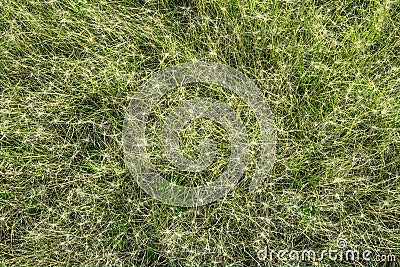 Natural texture. Bristly grass Stock Photo