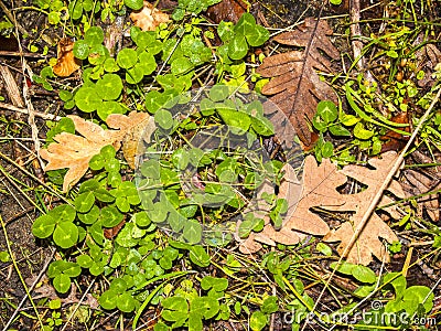 Natural texture of clover and oak leaves Stock Photo